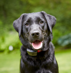 DogWatch of the Ocean State, Westerly, Rhode Island | ProFenceX Contact Us Image