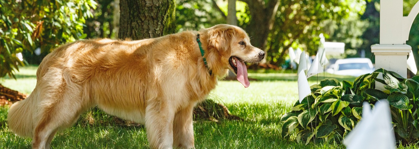 DogWatch of the Ocean State, Westerly, Rhode Island | Outdoor Hidden Dog Fences Slider Image